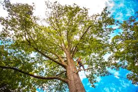  Bryn Athyn, PA Tree Services Pros