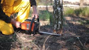 Best Stump Grinding and Removal  in Bryn Athyn, PA