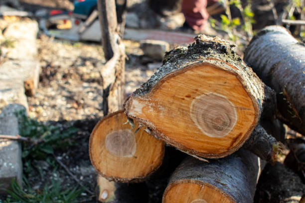 Best Root Management and Removal  in Bryn Athyn, PA