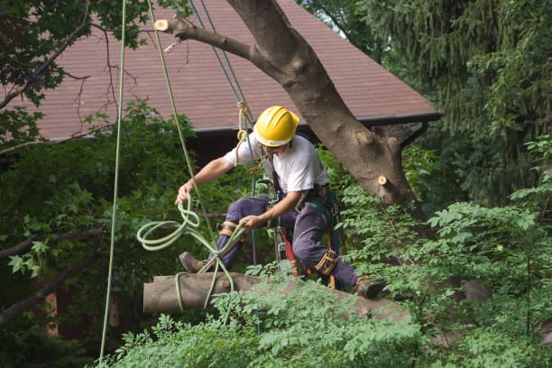 Best Hazardous Tree Removal  in Bryn Athyn, PA