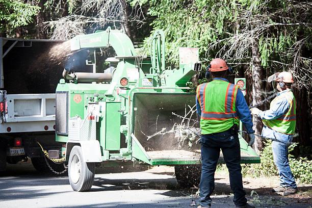 Best Tree Mulching  in Bryn Athyn, PA