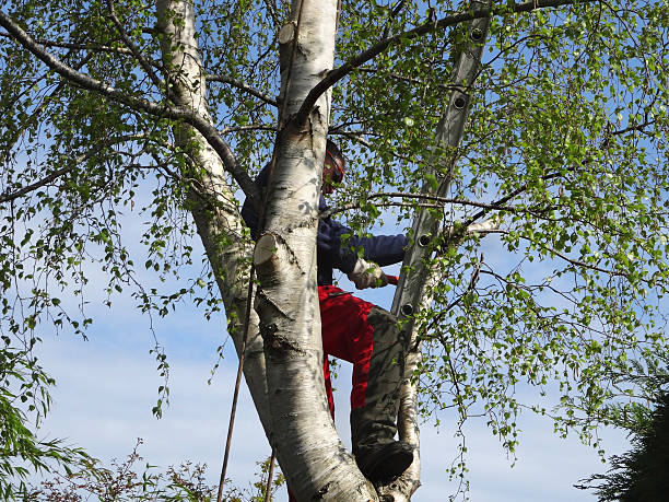 How Our Tree Care Process Works  in  Bryn Athyn, PA