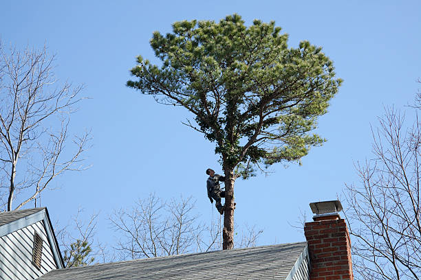 Leaf Removal in Bryn Athyn, PA