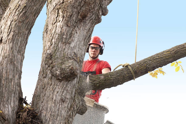 Best Tree Preservation Services  in Bryn Athyn, PA